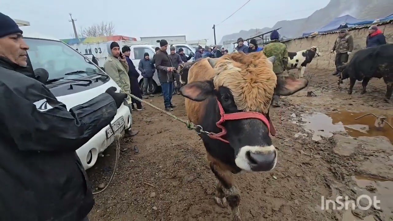 Молбозори Уяли Н.Хуросон. 18.01.2026.