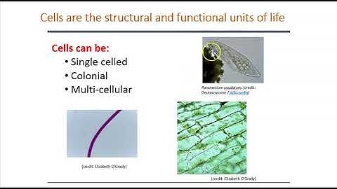 Lab 3 - The Cell Part 1