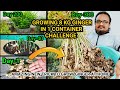 How To Grow 8 kg Ginger In 1 Container ~ With 10 Months Updates From Seed To Harvest