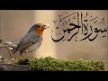 Surat arrahman  talha zain ul abedin   55  beautiful recitation  ep 97