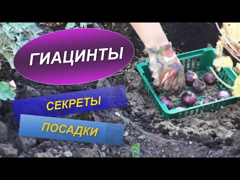 Video: Гиацинт ташы: сыйкырдуу жана дарылык касиеттери