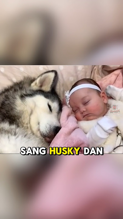 Cinta sang Husky benar-benar tulus kepada bayi ini❤️❤️