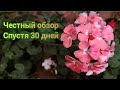 🌸⏳️Занес пеларгонию на зиму домой: честный обзор спустя 30 дней!