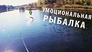 Ловля Щуки на Поппер! Щука и Окунь на Мелководье. Эмоциональная Рыбалка. Встреча с Косулей!