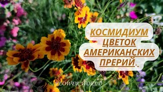 Космидиум - цветок американских прерий.🥰