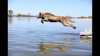 Best Funny Dogs Jumping Into Water by AwesomeHouseFun ® 76,349 views 6 years ago 2 minutes, 4 seconds