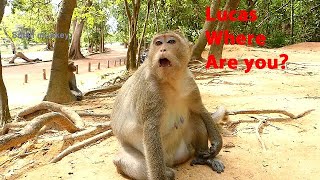 Destitute Monkey Leyla missing Baby monkey Lucas, Leyla Cry call baby Lucas