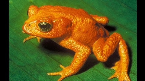 TOP 15 Extinct Animals & Lost Species Gone Forever~Endangered animals