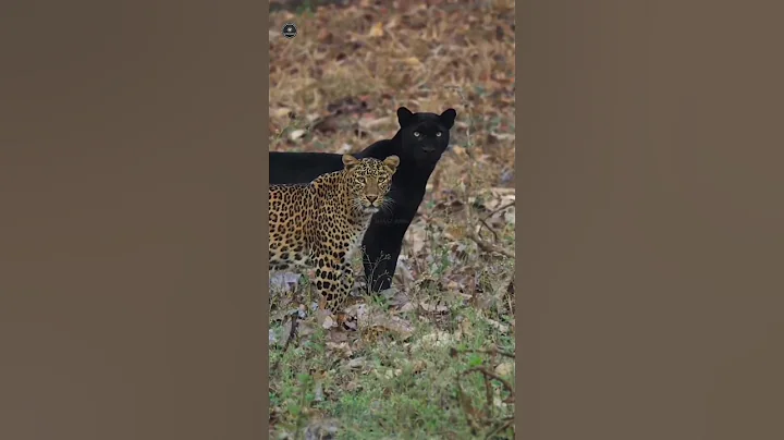 Top Mind Blowing Facts About Animals 🐷🤯 | Crazy Facts | Amazing Facts In Hindi