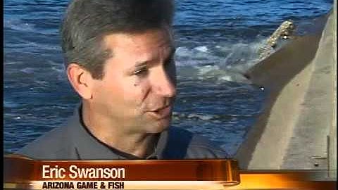 Tempe Town Lake stocked with thousands of carp