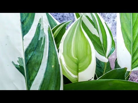 Video: Arrowroot Kambariniai Augalai (28 Nuotraukos): Strėlės Ir Kitos Strėlių šeimos Gėlės. Rūpinimasis Jais Namuose