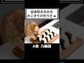 血液型あるある おにぎりの作り方🍙 【ASMR】#shorts #asmr #猫 #血液型