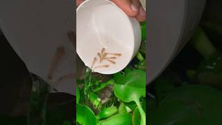 Imported guppies in planted petsvlog fish aquarium fishing guppy minivlog pets vlog worms