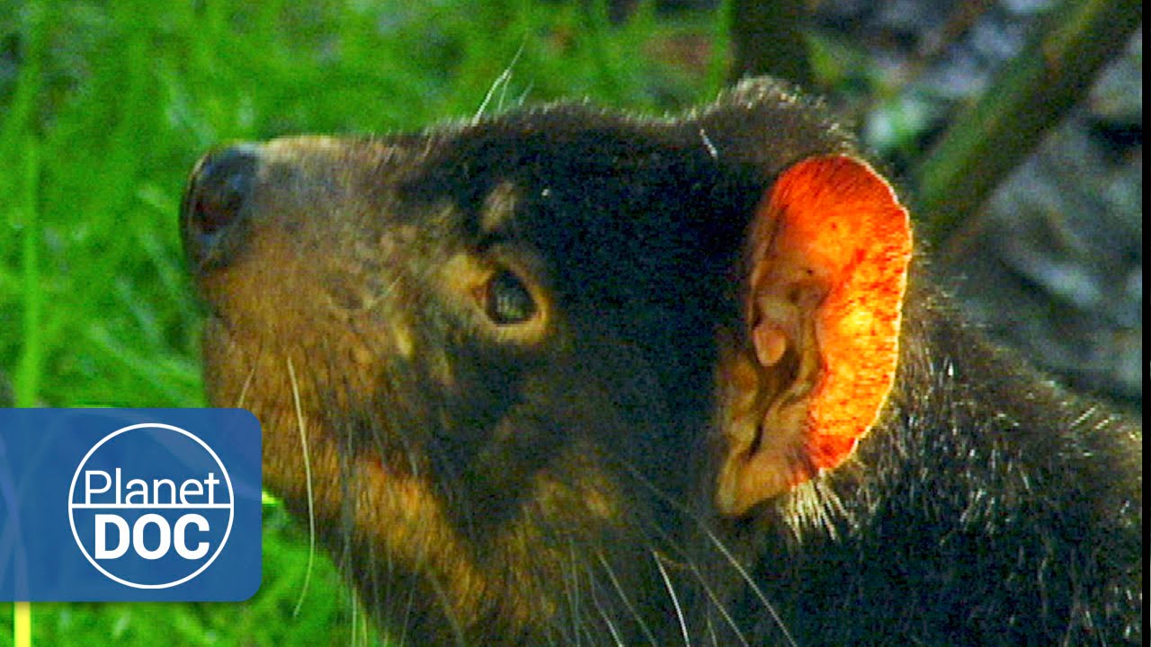 Documentary backdrop image for Tasmanian Devil (2015)