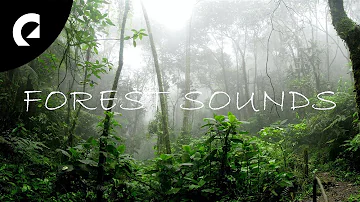 30 Minutes of Nature Forest Sounds - Birds, Insects, Crickets 🌳🐦🦗