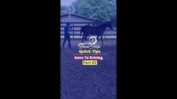 Intro To Driving! Part 2! | The Horse Guru-Michael Gascon
