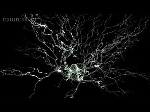 Method of the Year 2010: Optogenetics - by Nature Video