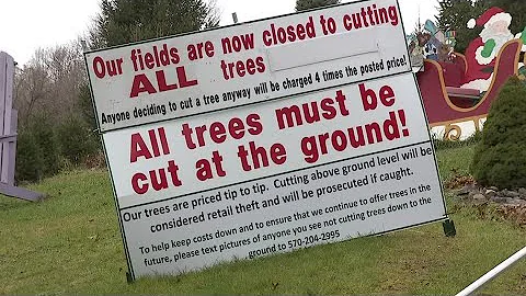 Christmas tree farm stops 'cut your own' option