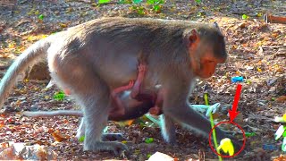 Watch the mother try to find food while the baby is still drinking milk under their belly.