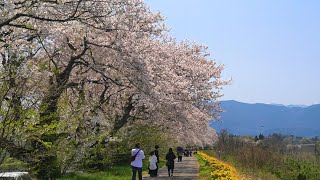 富山癒しの風景シリーズ【塩の千本桜／逆さ桜と花吹雪】（富山市）