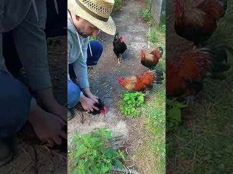 Video: Wird es kochen, wenn man ein Huhn schlägt?