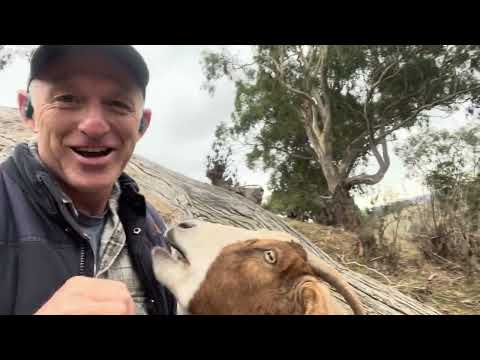 Alby's Pushup Challenge - DAY 4