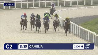 Vidéo de la course PMU PRIX CAMELIA