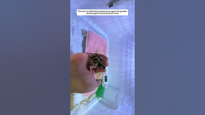 The man accidentally picked up an egg in his garden and brought it home to hatch #animalshorts