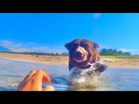 飼い主が海で溺れたらワンコは助けてくれるのか！？