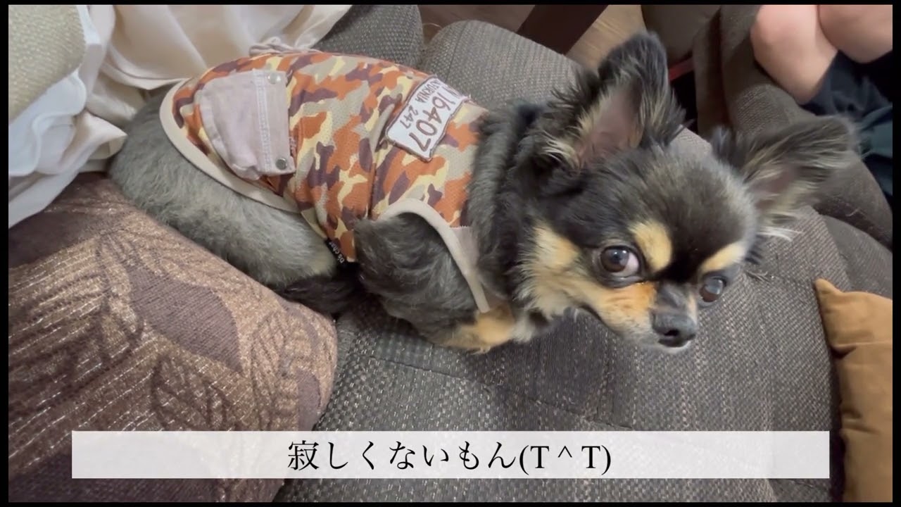 やっぱり Youtube やっぱり Youtube