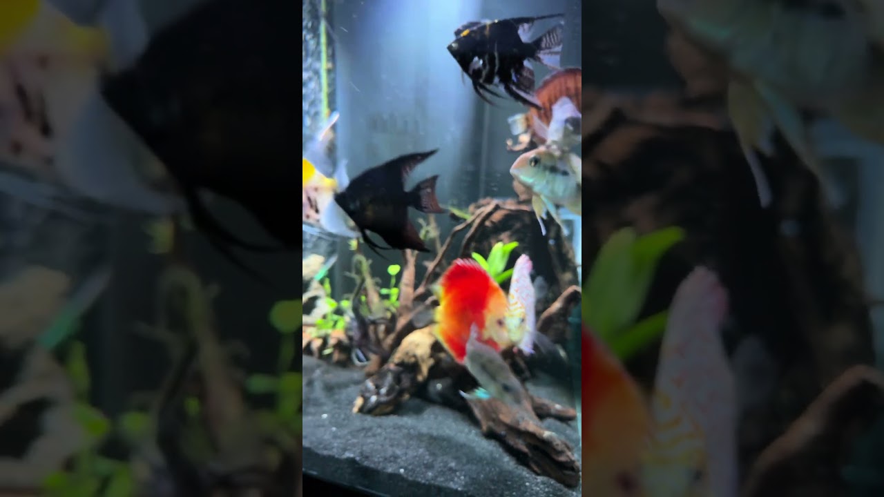 У меня есть эти ребята! 