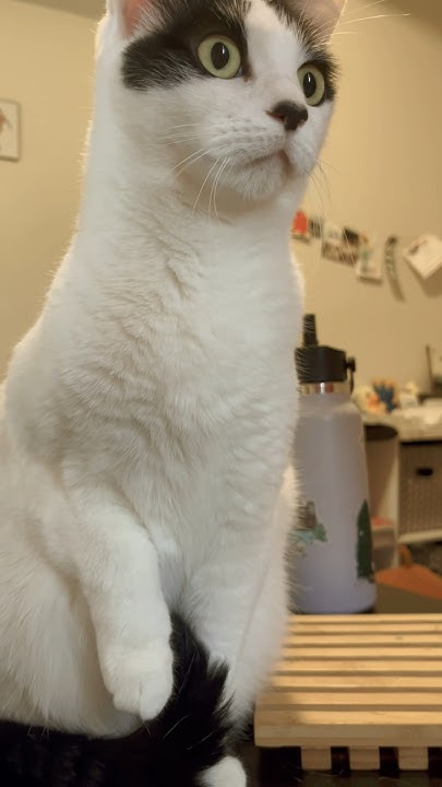 Quick before the hyenas come! #cat #lionking #catshorts #shorts #