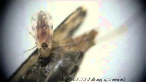 Yajun Ma & al , 2013   A video clip of the biting midge Culicoides anophelis ingesting blood from an