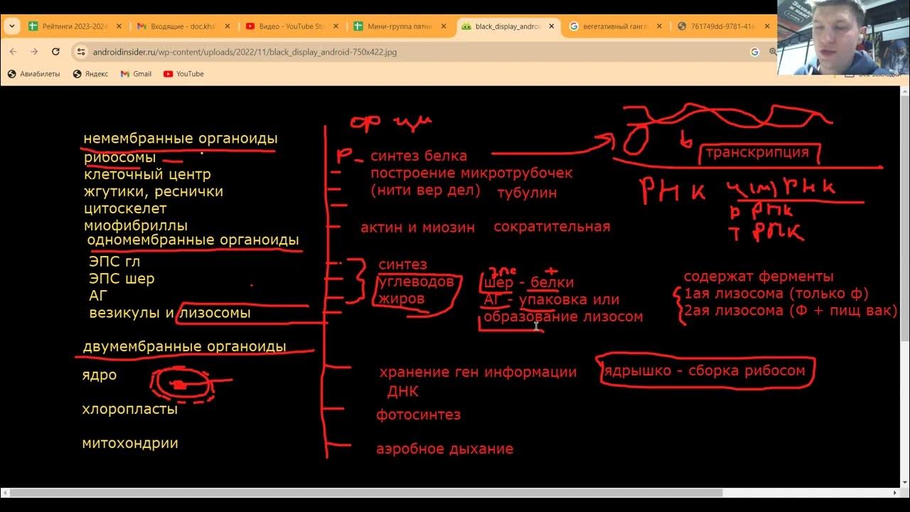 Органоиды клетки. Синтез белка. Ген код (6). Фотосинтез. Аэробное ...
