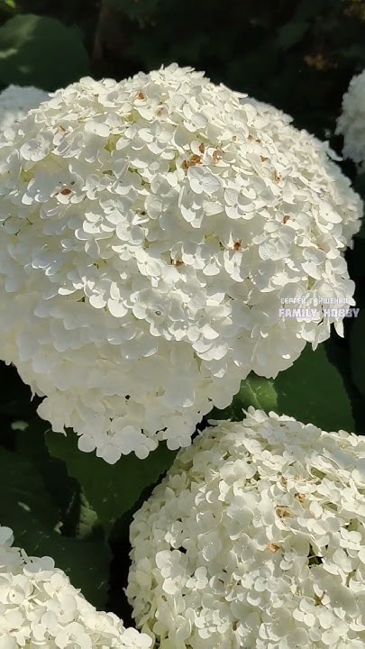 Гортензия древовидная Стронг Анабель #цветы #гортензия #flowers # ...