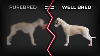 Why Backyard Breeding Is Worse Than You Think
