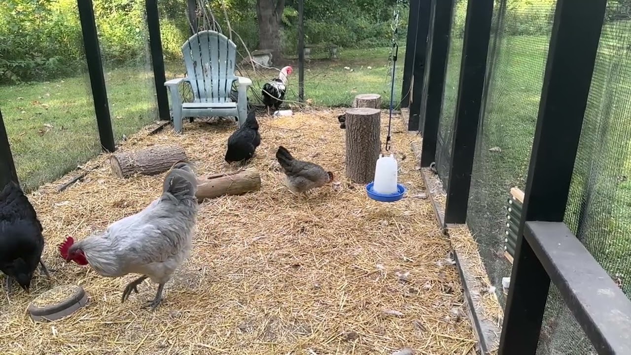 Slow Motion Chicken Walking, Rooster Crowing - Motion Reference for Artists