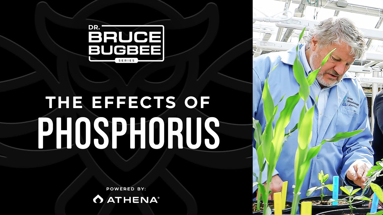 Bruce Bugbee Series – High Levels of Phosphorus