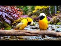 🔴 24/7 LIVE: Gentle Piano & Peaceful Birdsong 🎹 Focus Music for Study & Deep Sleep