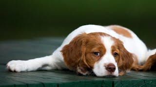 The Perfect Running Partner Introducing the Brittany Dog by Brittany Dog USA 42 views 3 weeks ago 4 minutes, 34 seconds