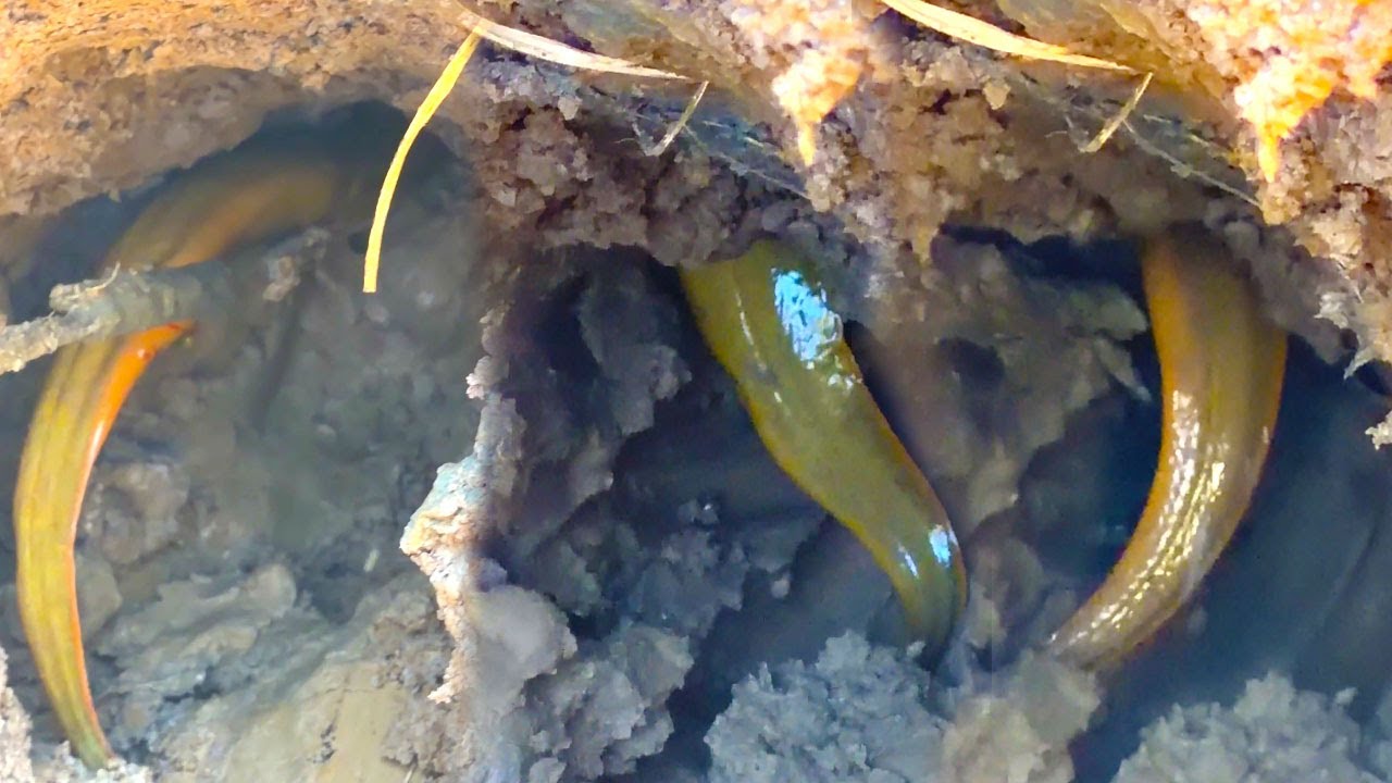 របៀប ជើកអន្ទង់ក្រាំង តាមវាលស្រែ​ - how to catching big eels​ at rice field