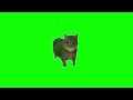 Green screen spinning cat meme  oiiaioiiiai meme