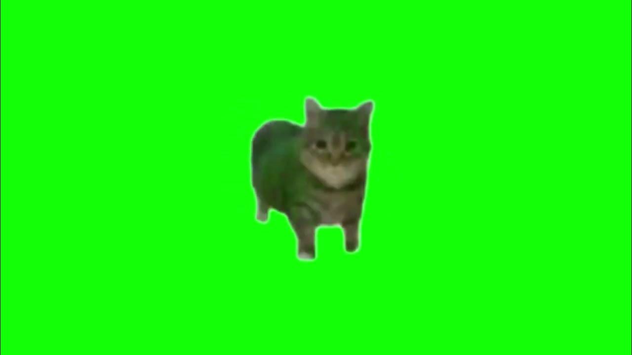 Green Screen Spinning Cat Meme | OIIAIOIIIAI Meme - YouTube