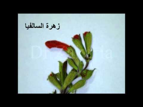 فيديو: عائلة Lamiaceae: الوصف