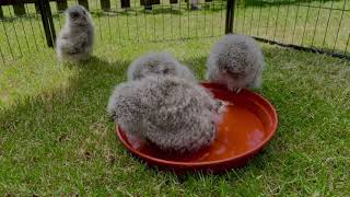 Baby Tawny Owls First Bath, Owlets Playing In Water For The First Time - 03/06/2023