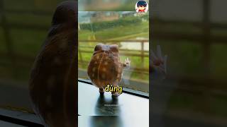 World's Cutest Desert Rain Frog 🐸 | Ếch Mưa Sa Mạc Không Biết Bơi #shorts