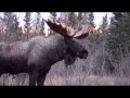 Moose fight in front of our car - near Anchorage, Alaska