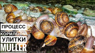 Полный процесс кормления улитки Muller | Сколько корма ест улитка? + Маточник | Helix Aspersa Muller