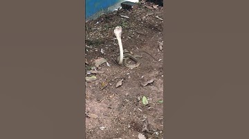 Rắn hổ mang và rắn cạp nia đen trắng là hai loài rắn độc nhất nhì Việt Nam #giasatthepxaydung