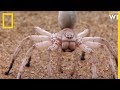 Ces araignées se cannibalisent